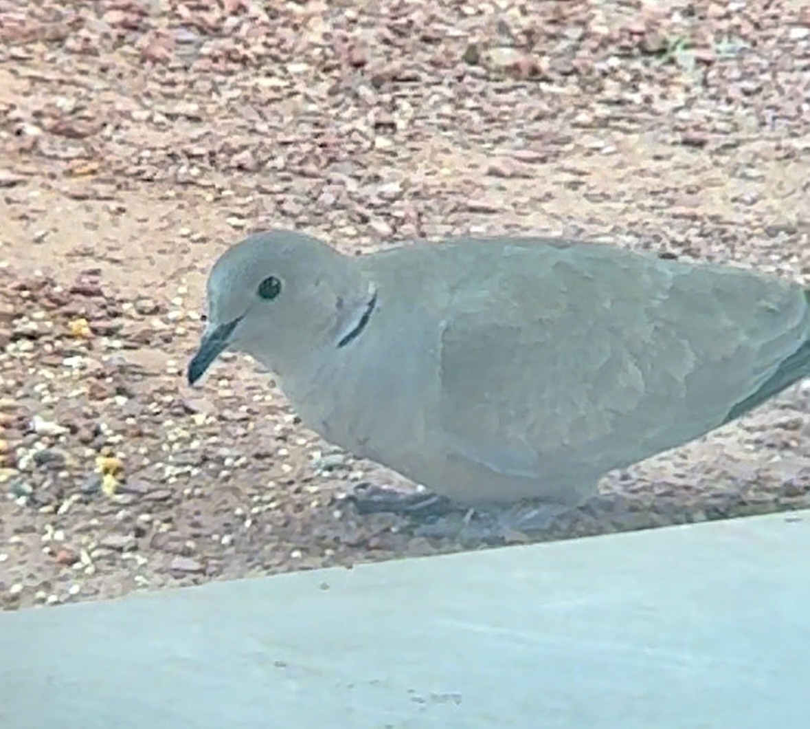 Eurasian Collared-Dove - ML618042665