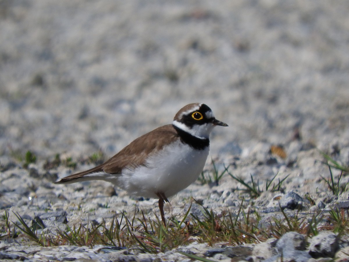 Little Ringed Plover - ML618042671