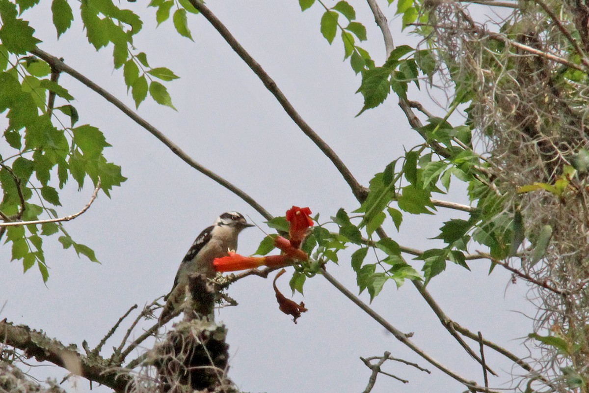 Downy Woodpecker - ML618042678