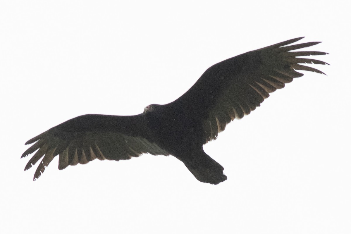 Turkey Vulture - ML618042689