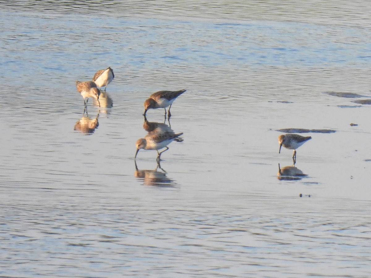 Western Sandpiper - ML618042694