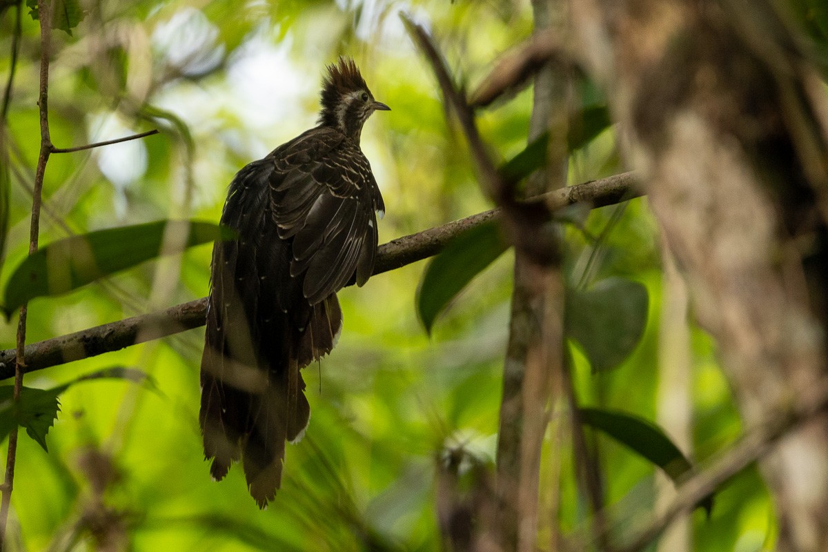 Cuclillo Faisán - ML618042732