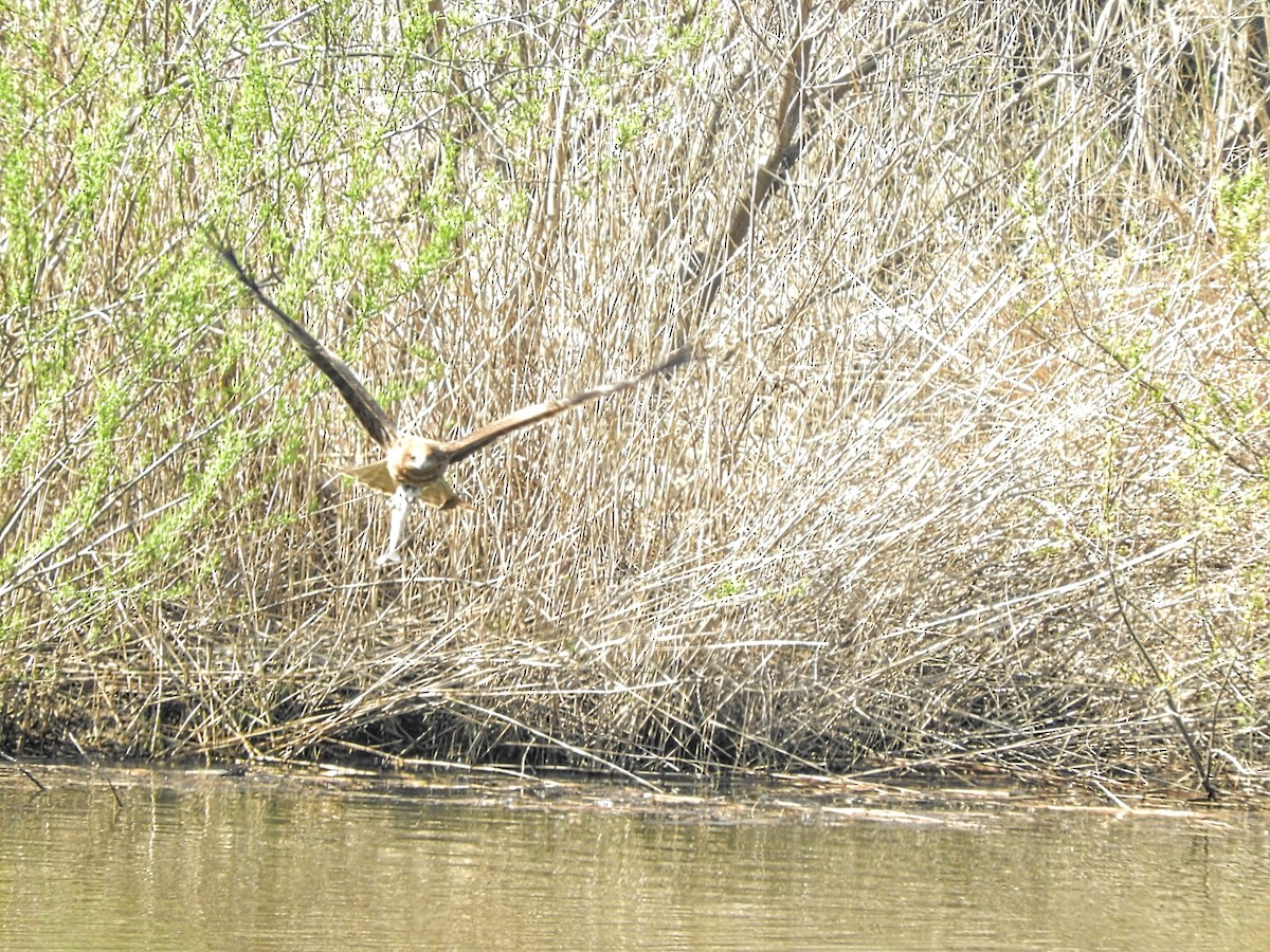 Black Kite - ML618042740