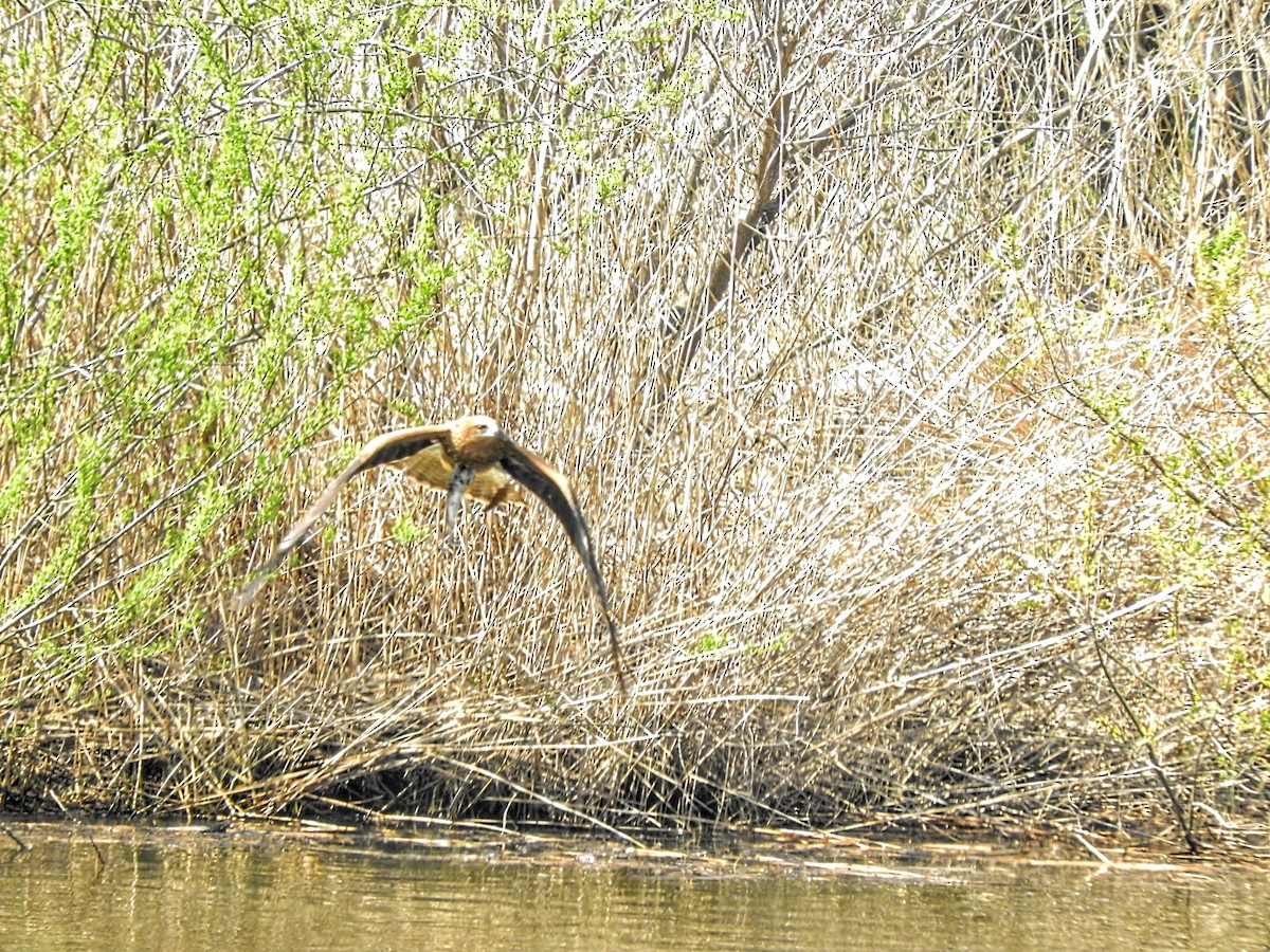 Black Kite - AYUMI 🐦