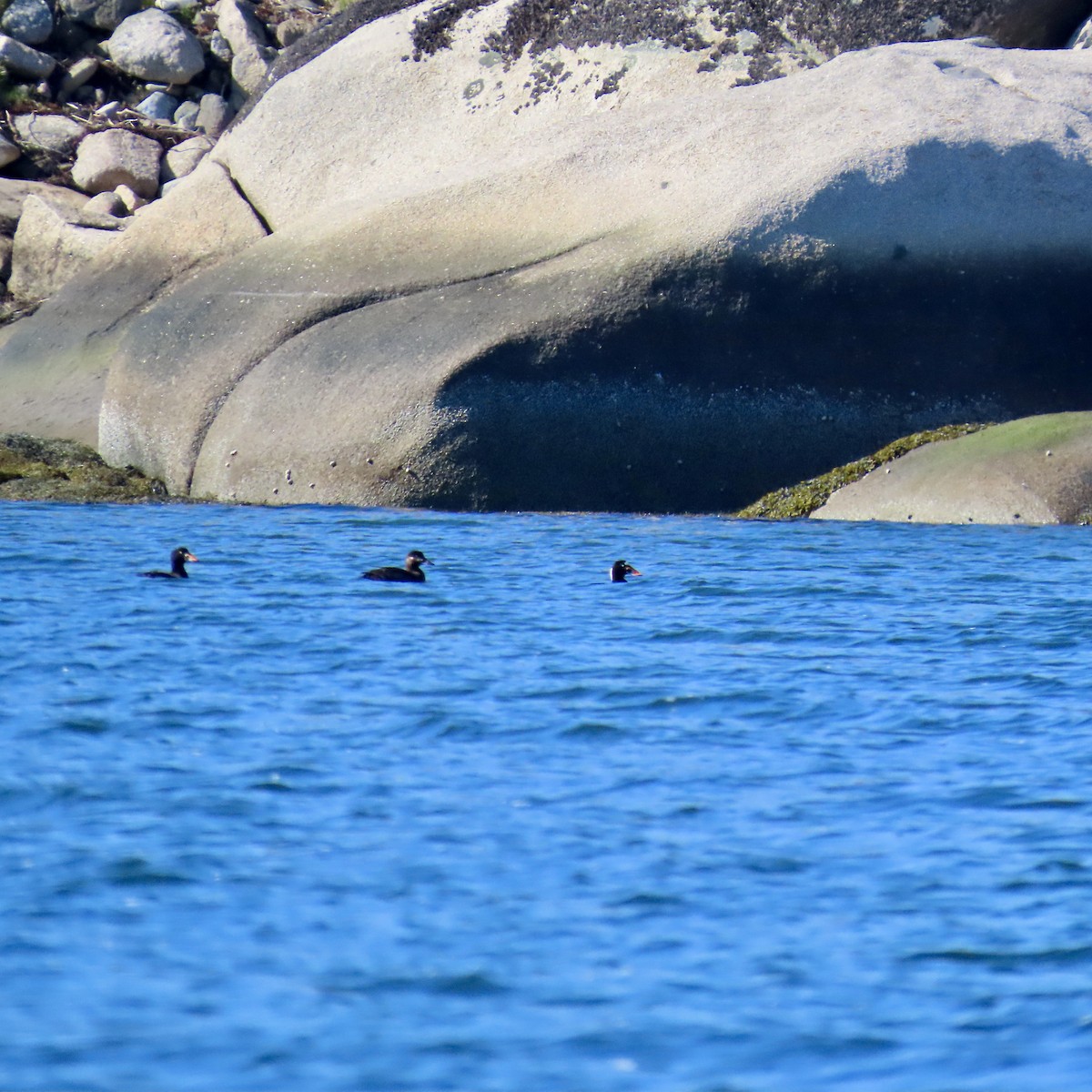 Surf Scoter - ML618042742