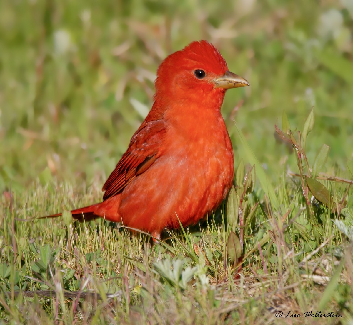 Summer Tanager - ML618042764