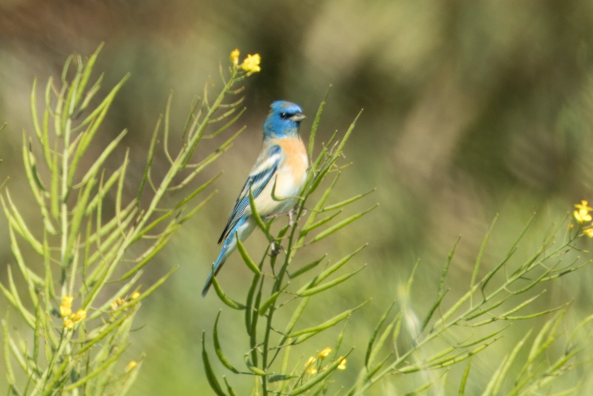 Lazuli Bunting - ML618042776