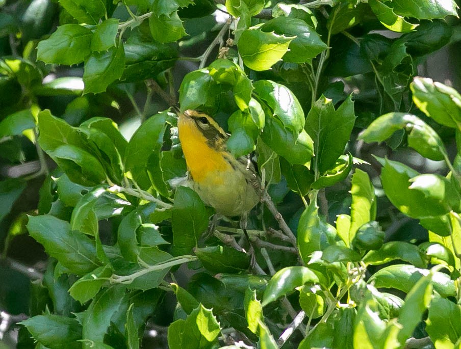 Blackburnian Warbler - Larry Schmahl