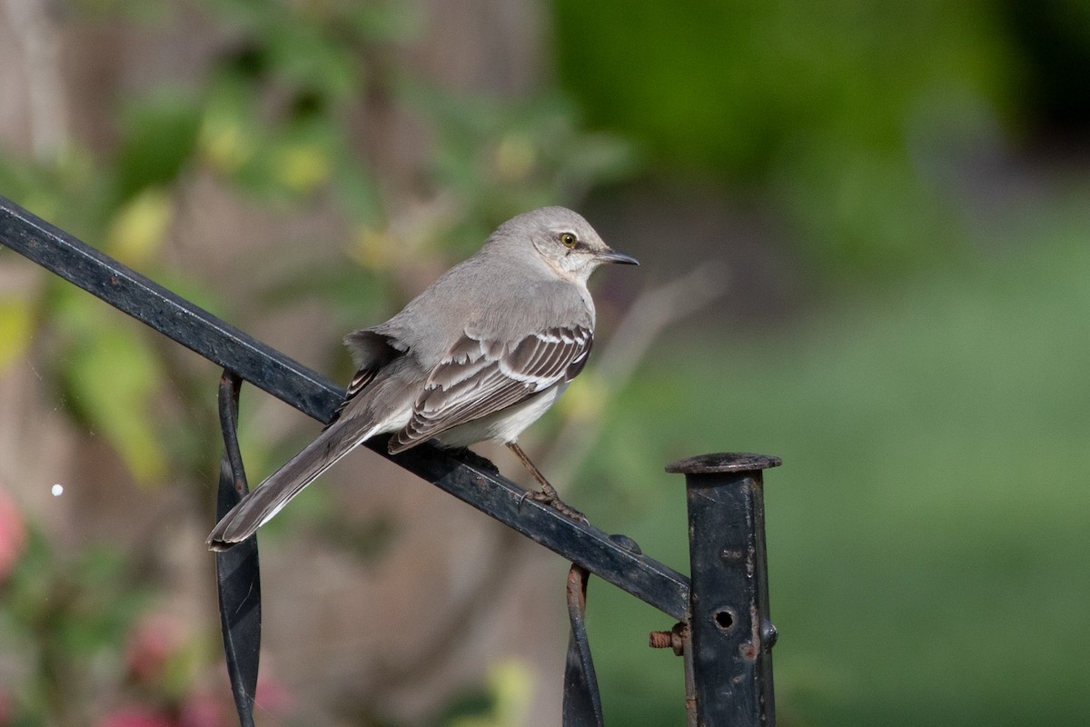 Northern Mockingbird - Tom Crockett