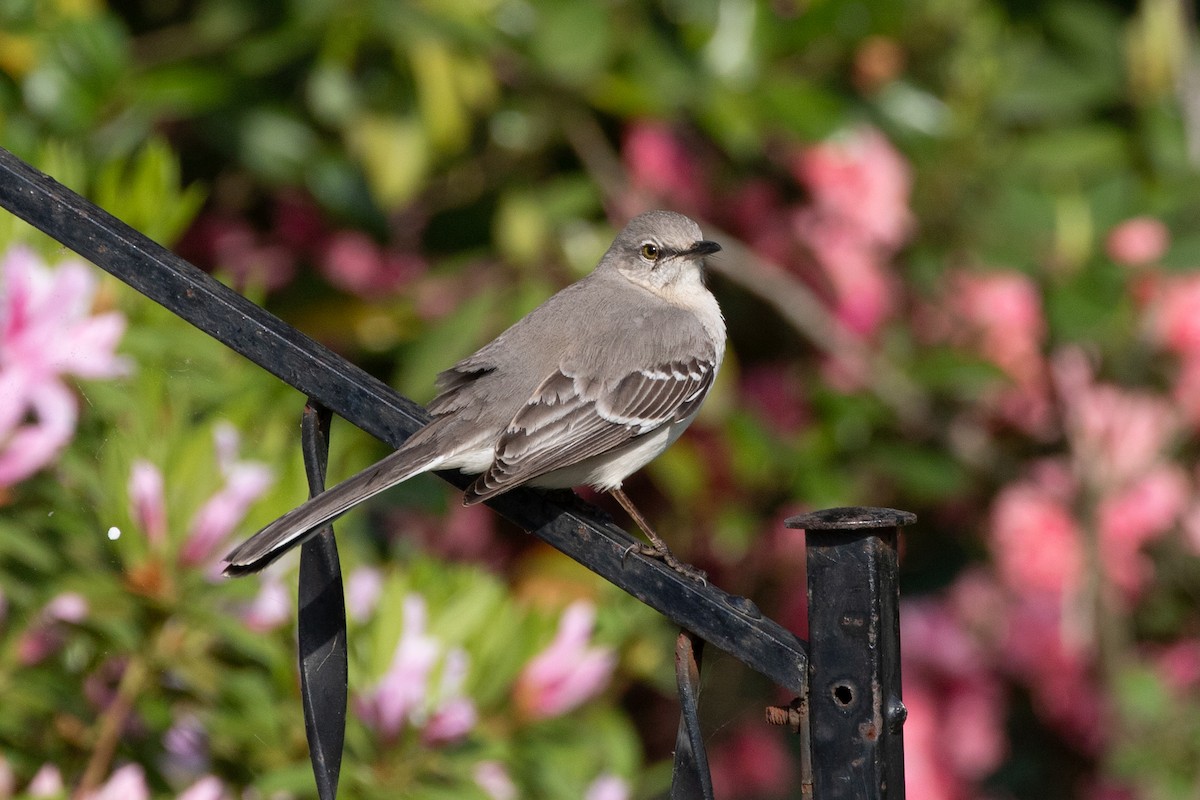 Northern Mockingbird - ML618042801