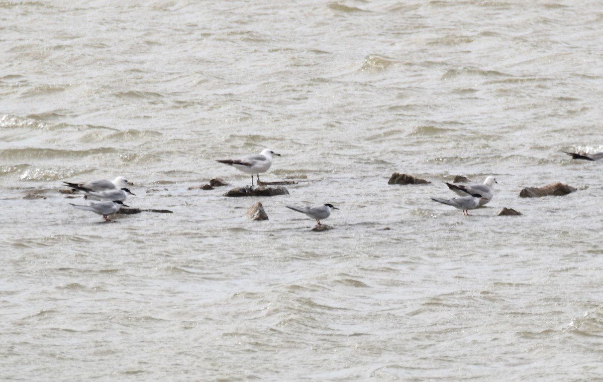 Forster's Tern - ML618042804