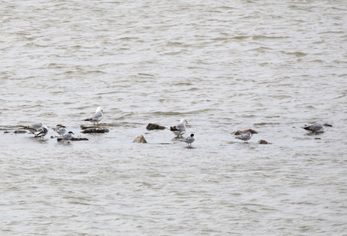 Forster's Tern - ML618042805