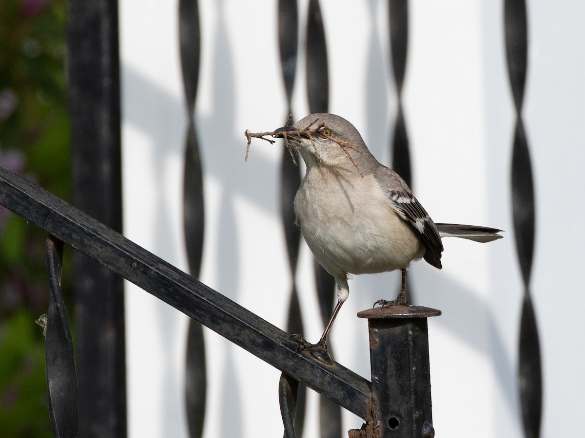 Northern Mockingbird - ML618042808