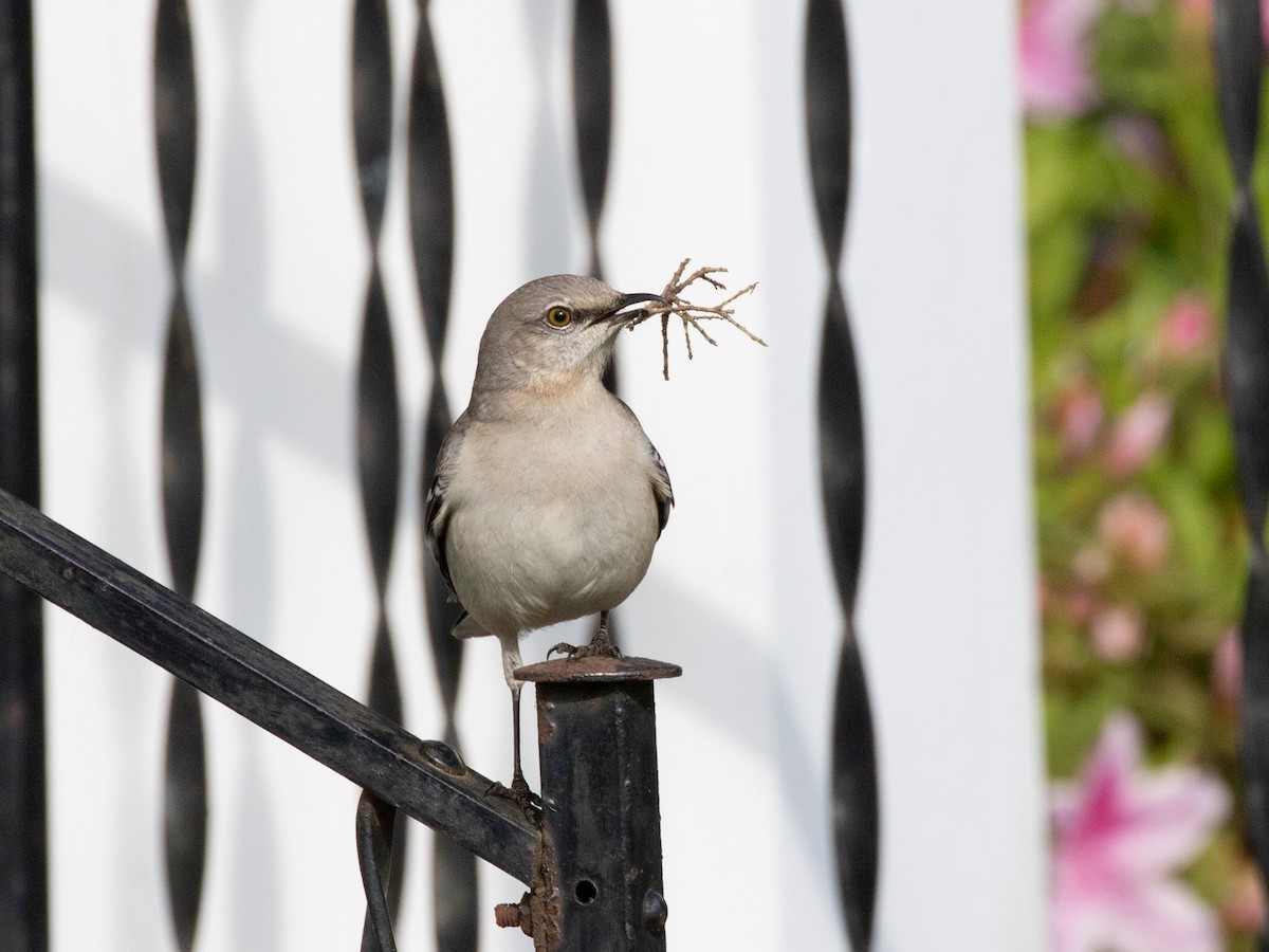 Northern Mockingbird - ML618042814