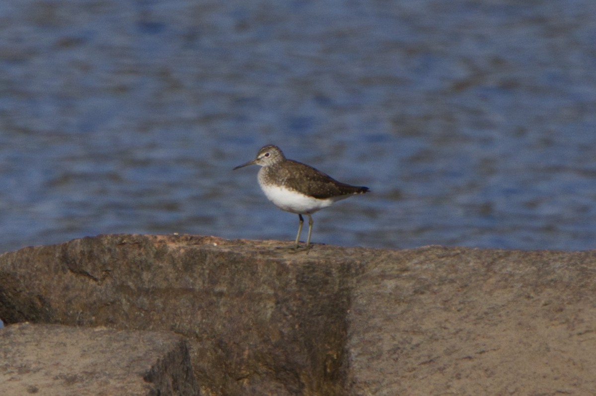 Green Sandpiper - ML618042859