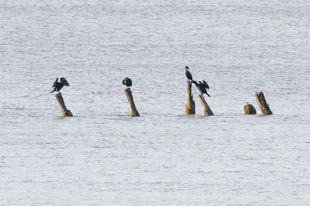 Double-crested Cormorant - ML618042863