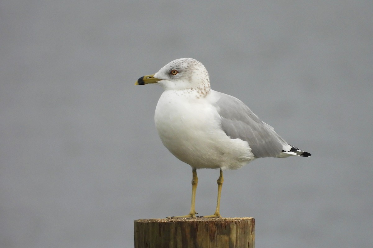 Ring-billed Gull - ML618042869