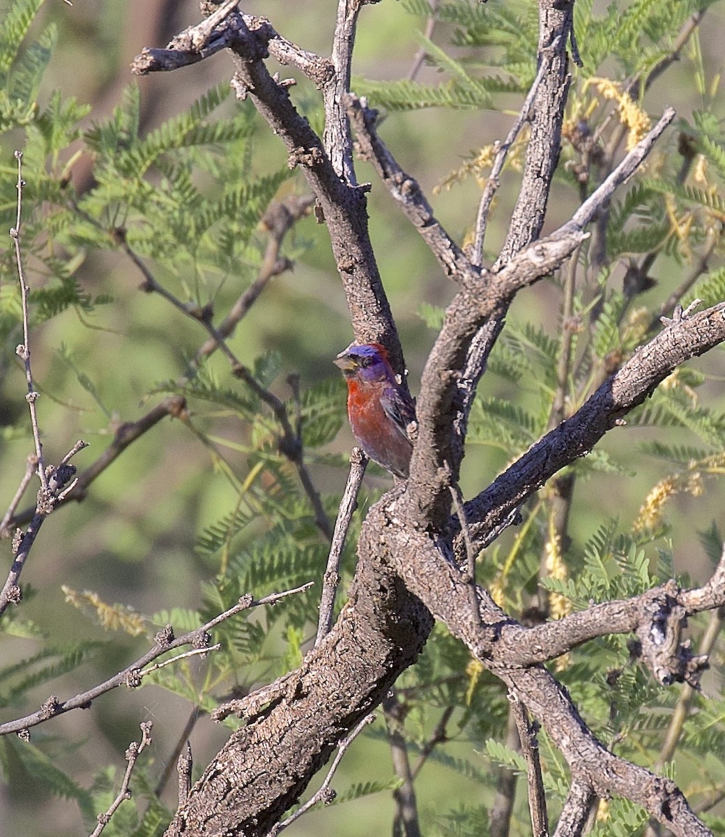 Varied Bunting - Ron Wilson