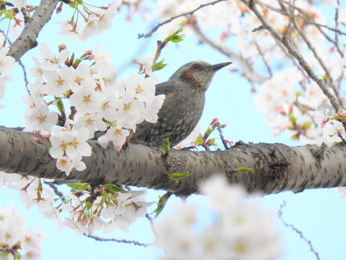 Brown-eared Bulbul - ML618042873