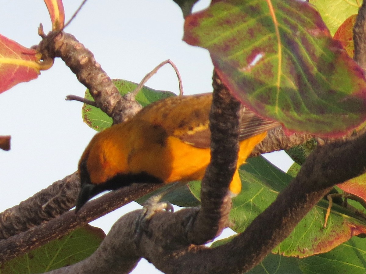 Altamira Oriole - ML618042883