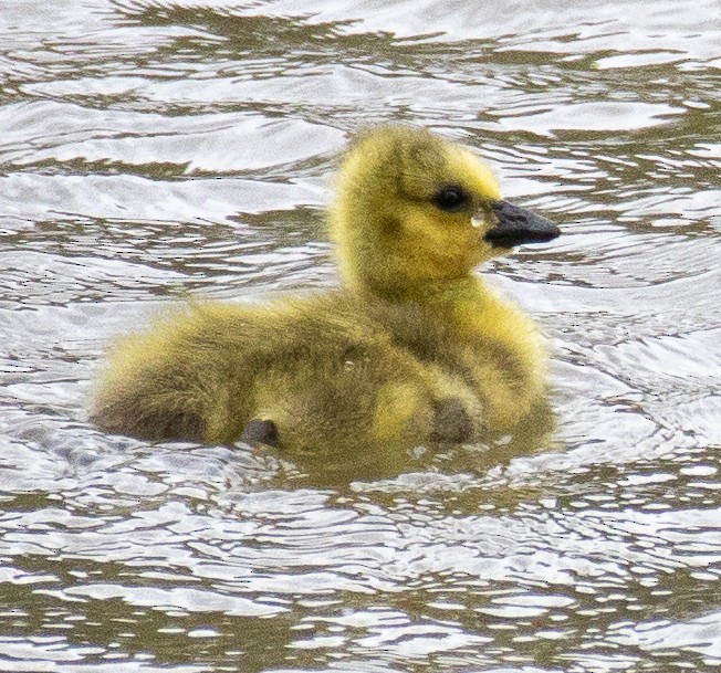 Canada Goose - ML618042926