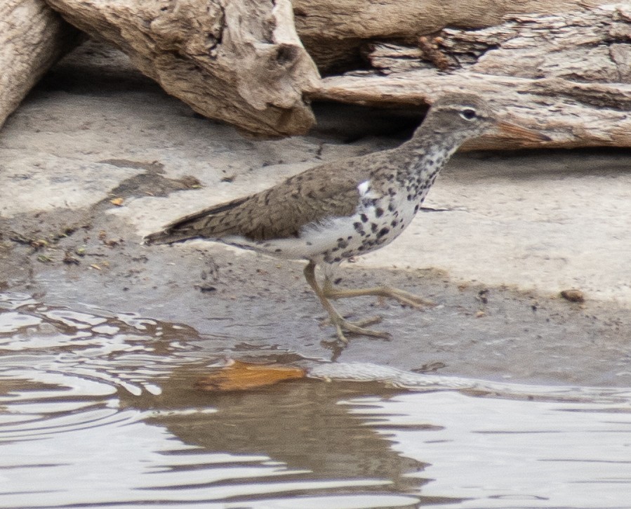 Spotted Sandpiper - ML618042936