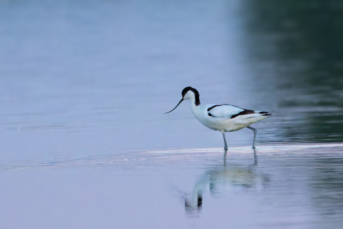 Pied Avocet - ML618042941