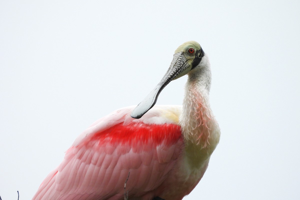 Roseate Spoonbill - ML618042942