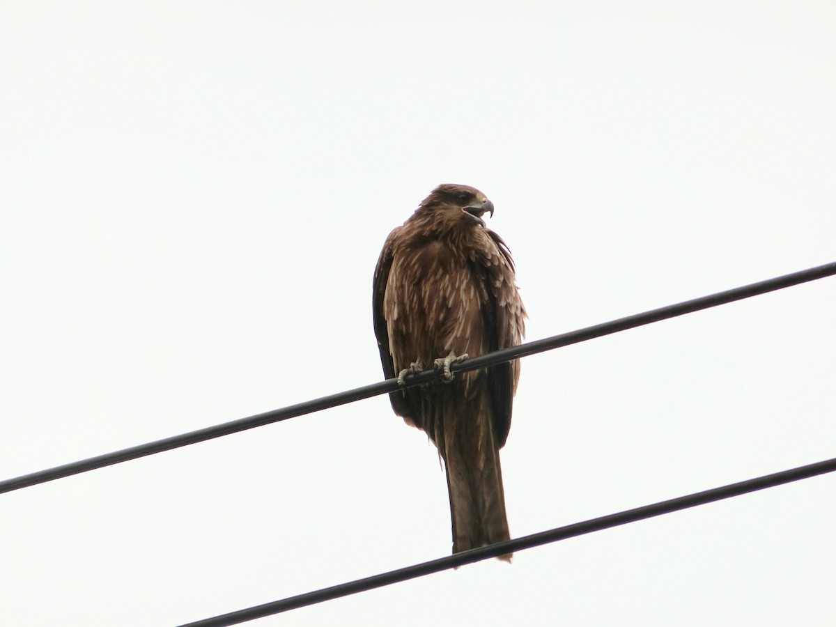 Black Kite - ML618042946