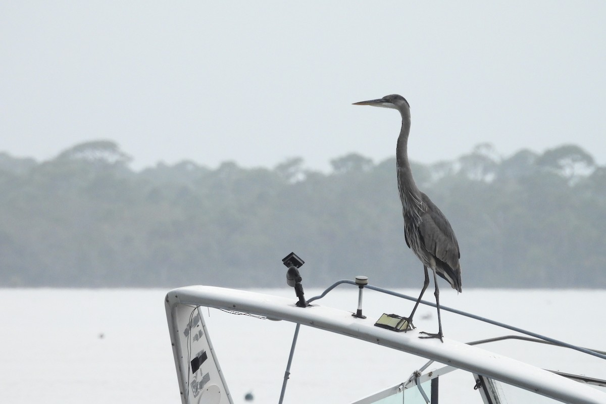 Great Blue Heron - ML618042964