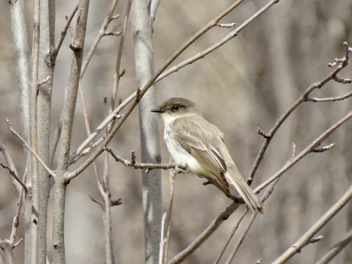 Eastern Phoebe - ML618043000