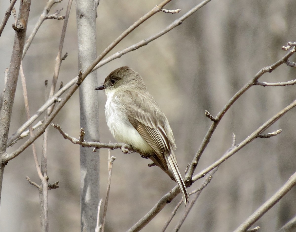 Eastern Phoebe - ML618043001