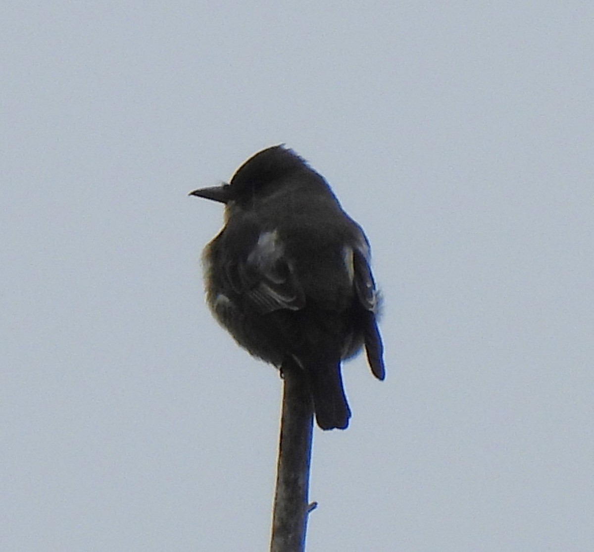 Olive-sided Flycatcher - ML618043009