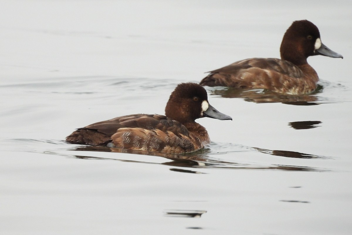 Lesser Scaup - ML618043012