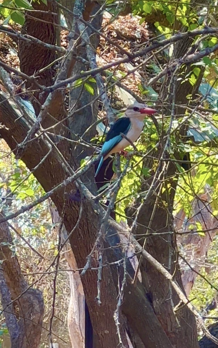 Brown-hooded Kingfisher - Mel Boyd