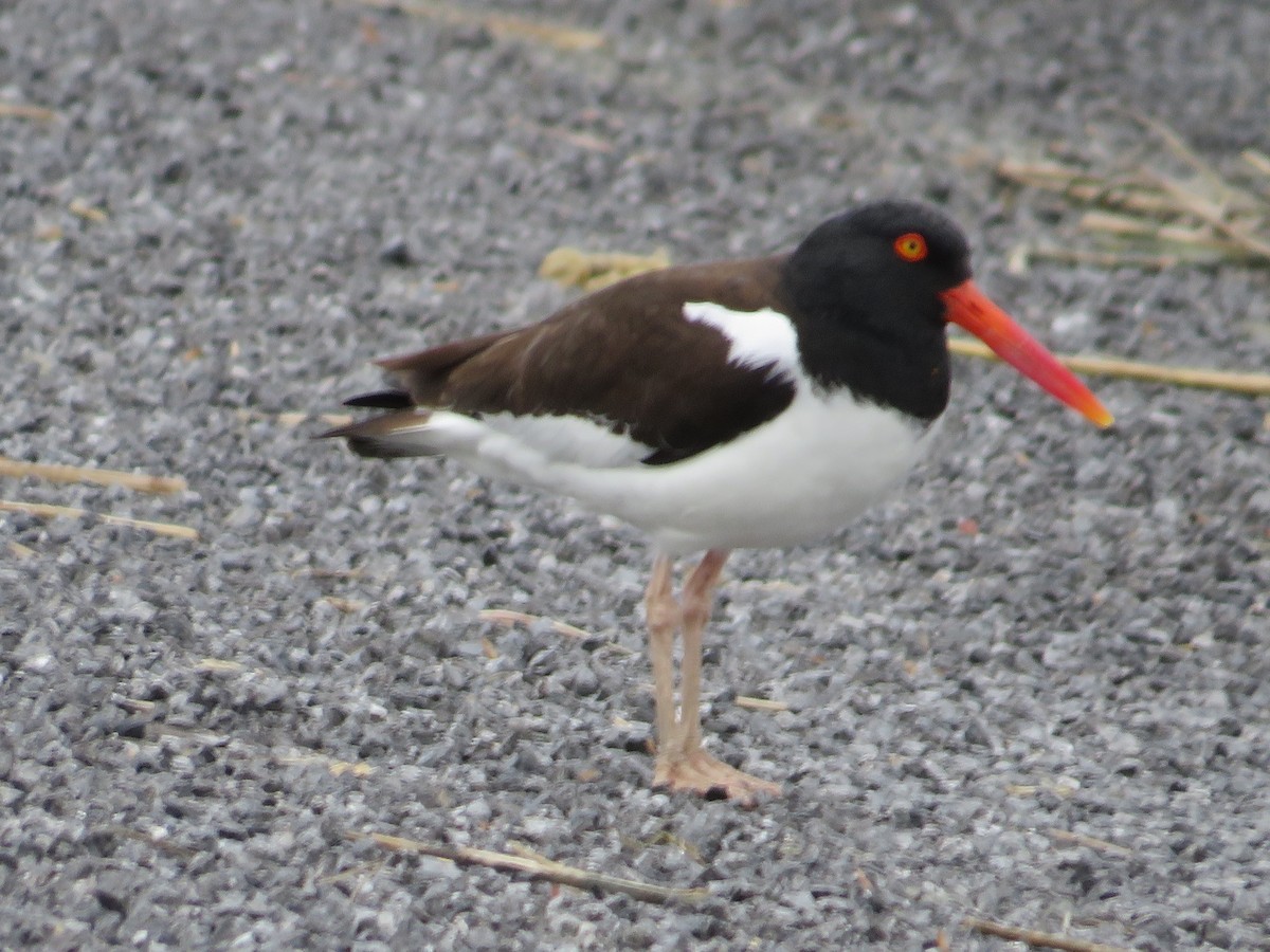 American Oystercatcher - Randy Fisher