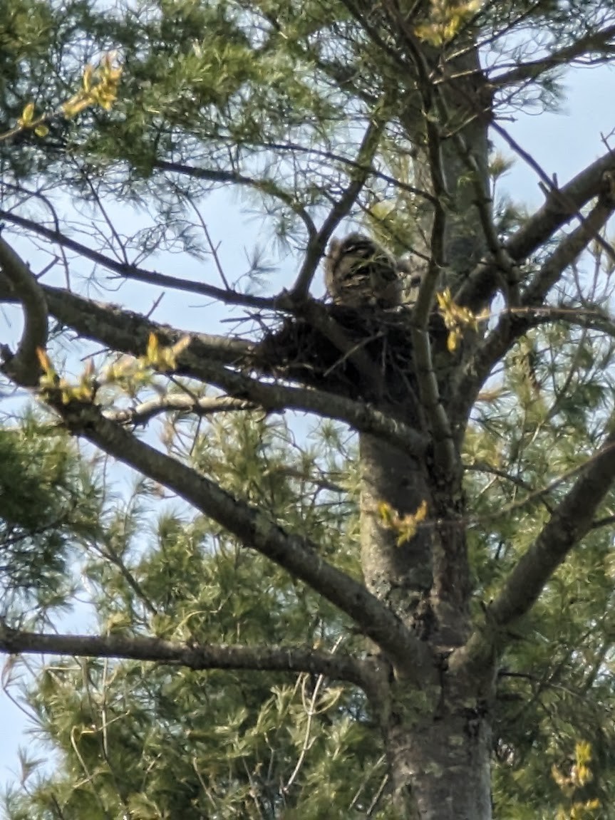 Great Horned Owl - ML618043072