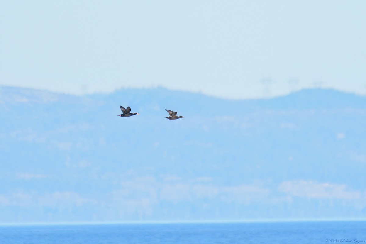 Surf Scoter - Robert Gagnon