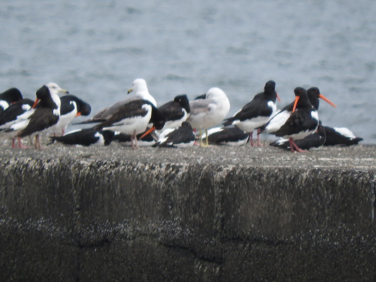 Eurasian Oystercatcher - ML618043080