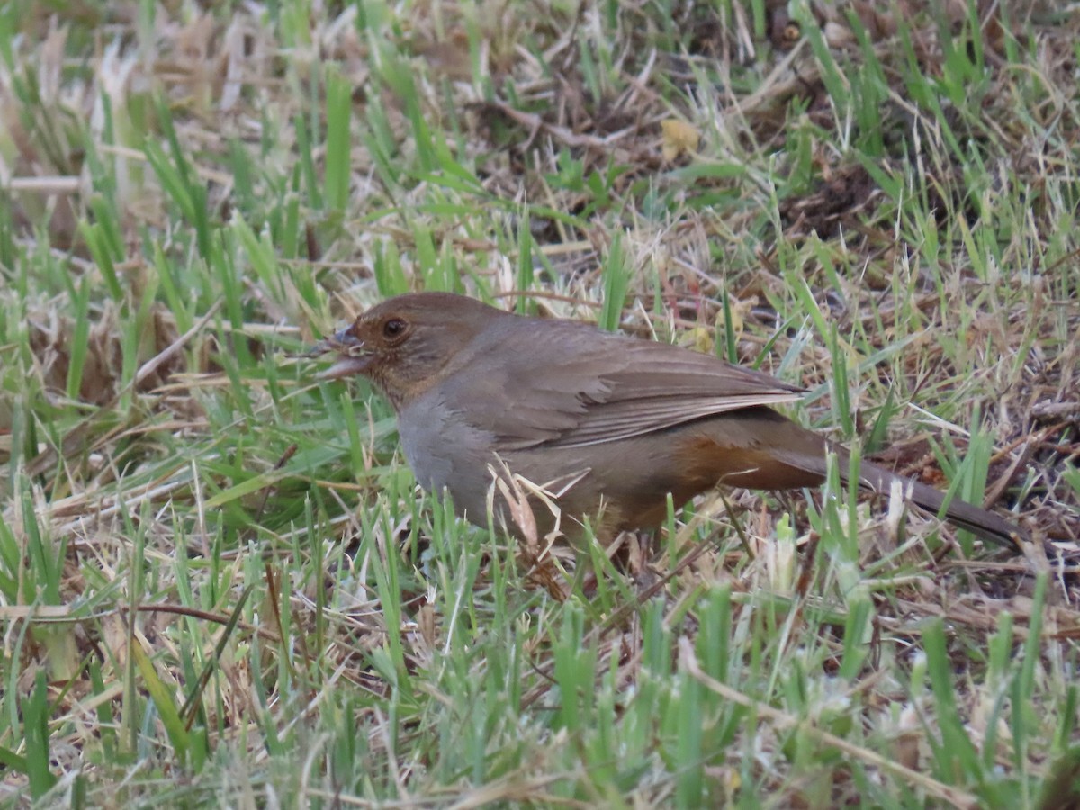 California Towhee - Alane Gray