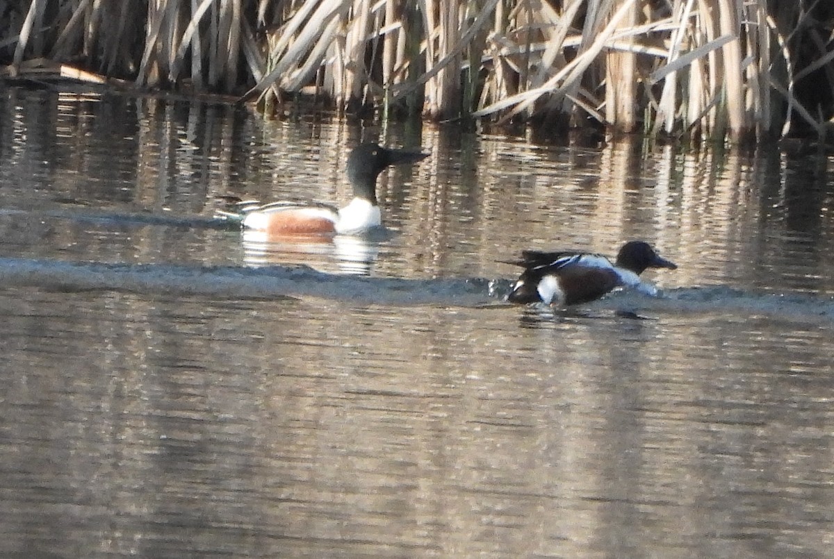 Northern Shoveler - ML618043099