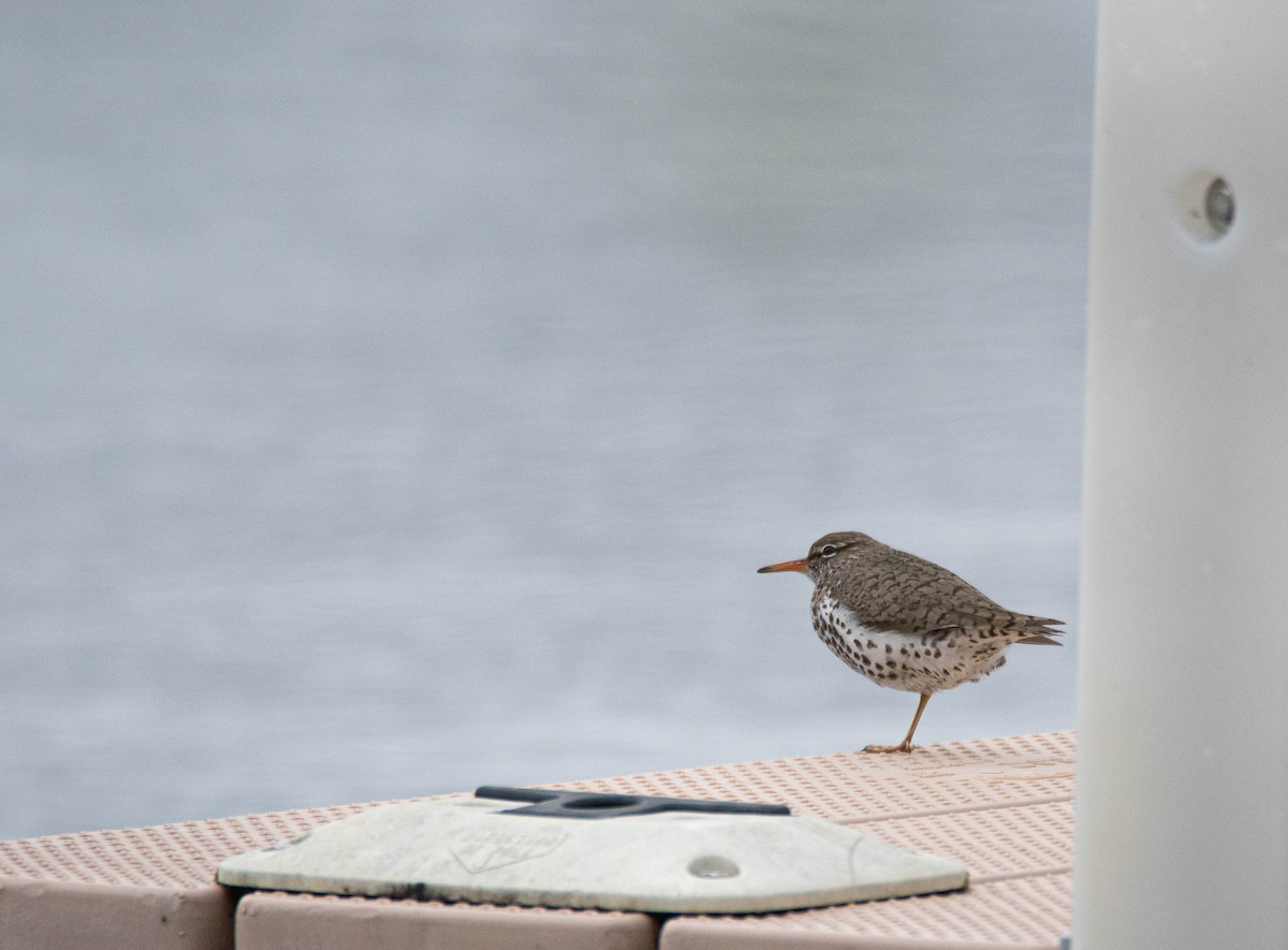 Piro piro macchiato - ML618043103