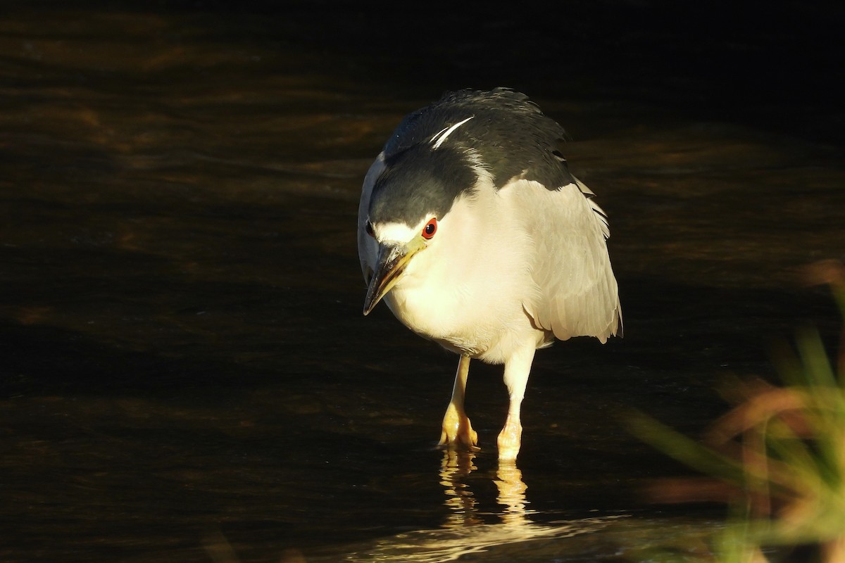 Black-crowned Night Heron - ML618043104