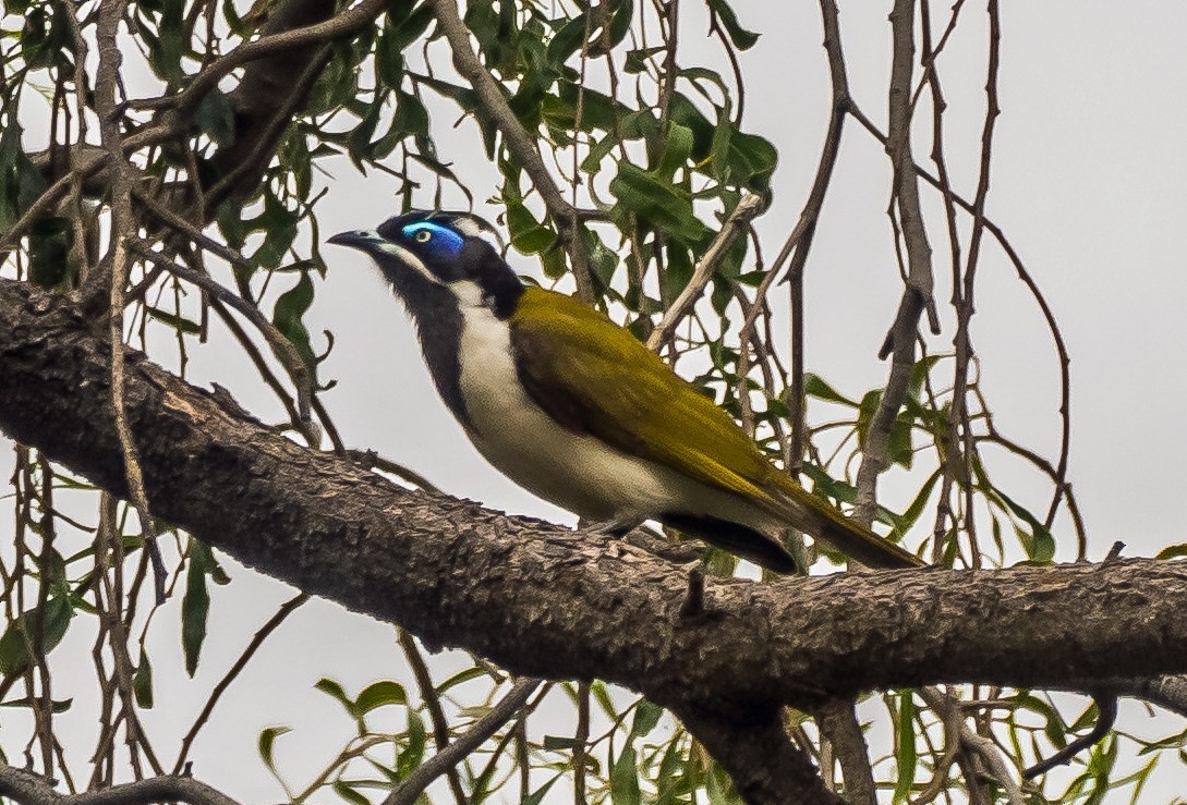 Blue-faced Honeyeater - ML618043112