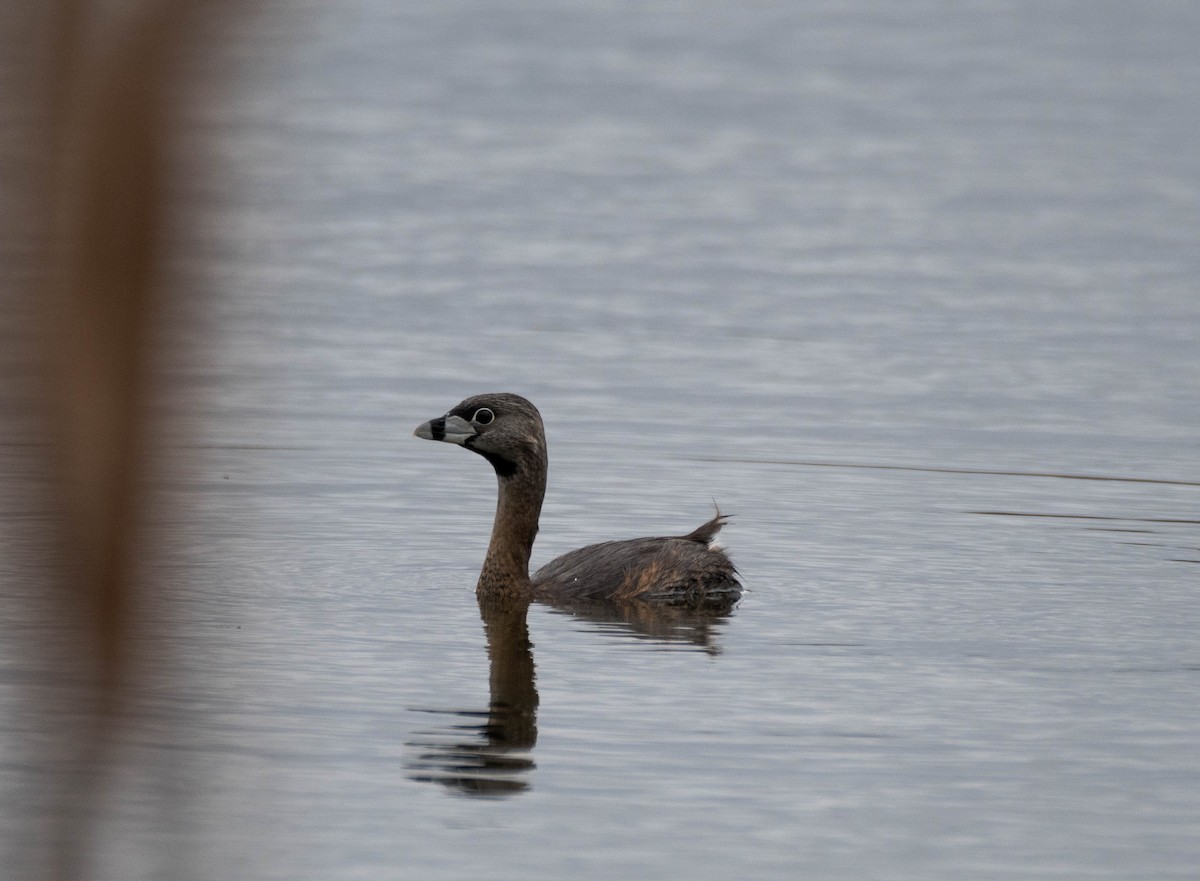 Pied-billed Grebe - ML618043114