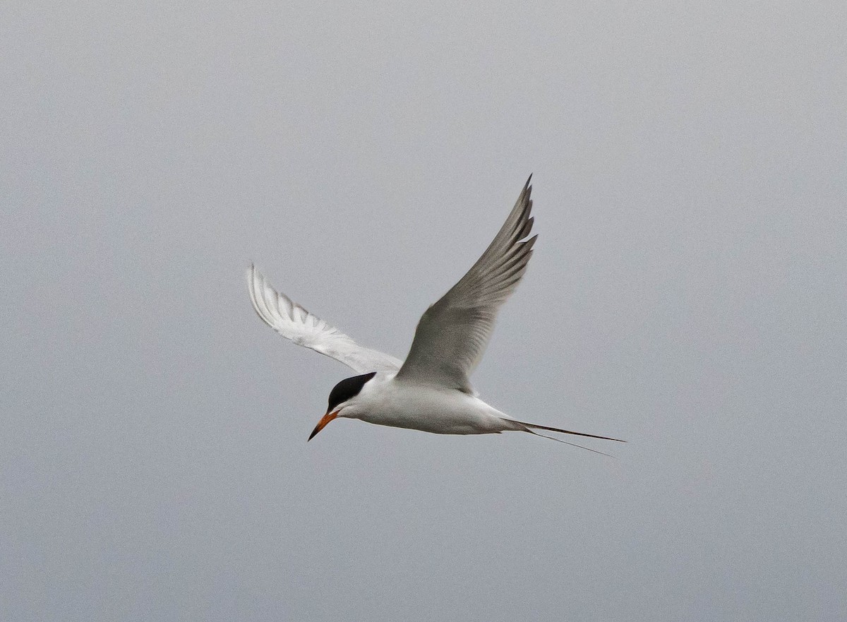Forster's Tern - ML618043118