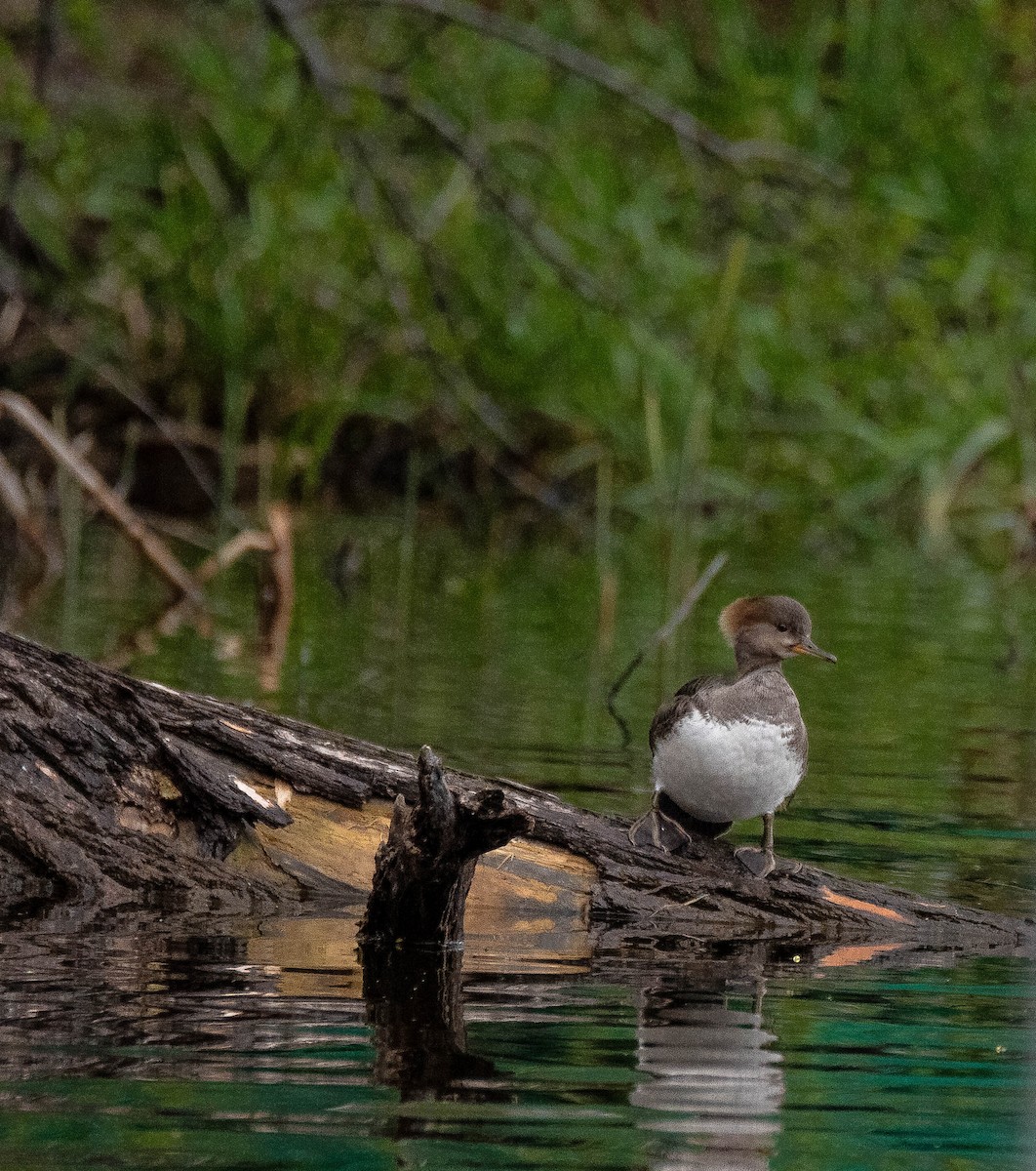 Hooded Merganser - Carrie Thom