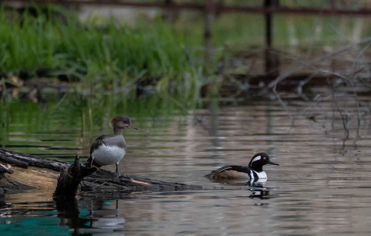Smergo dal cappuccio - ML618043122