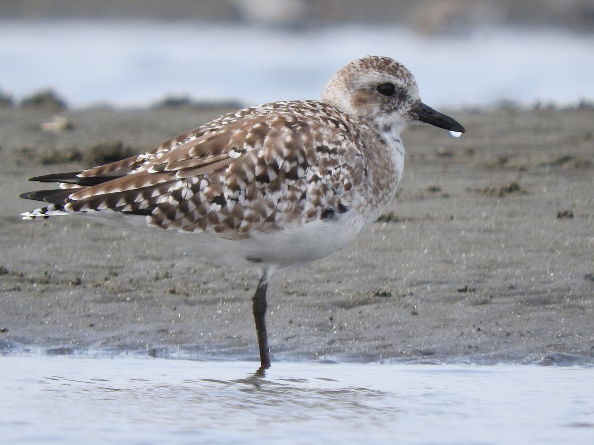 Black-bellied Plover - ML618043124