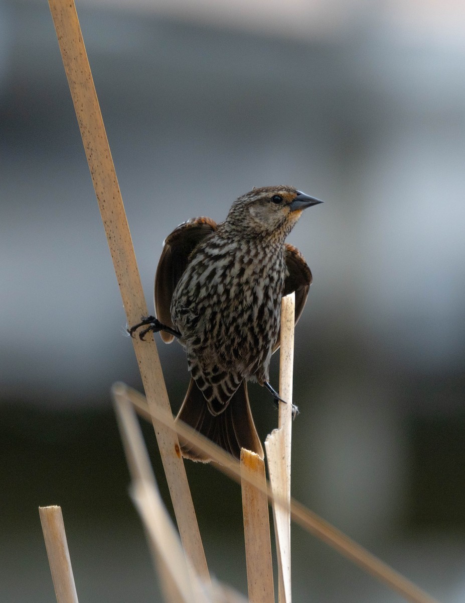 Red-winged Blackbird - ML618043129